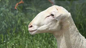Foto de La llegada del ltimo trimestre mejora el rcord en el precio de la leche de oveja