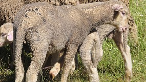 Foto de La raza ovina Merina trabaja en los objetivos de conservacin, mejora y promocin