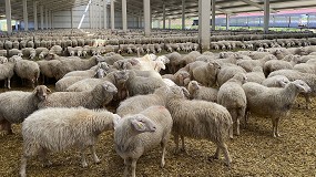 Fotografia de [es] Ralentizado el descenso en el nmero de ganaderos del sector ovino lechero