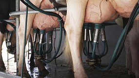 Foto de Finaliza un ao 2023 rcord en los precios de la leche de vaca pagada al productor