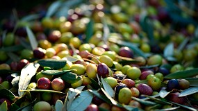 Picture of [es] La NAOOA advierte de que la produccin mundial de aceite de oliva ser menor en la campaa 2023/24