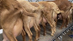 Foto de Inteligencia artificial para mejorar el bienestar animal y la calidad de la leche de cabra
