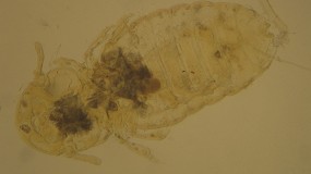 El control de los ectoparsitos y la influencia del cambio climtico