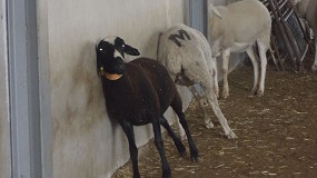 El momento ptimo para desparasitar