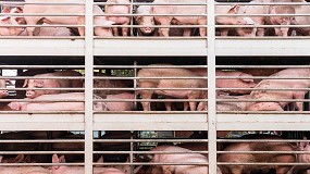 Fotografia de [es] PigStun busca tcnicas ms respetuosas con el bienestar animal en los mataderos europeos