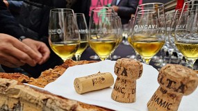 Foto de El 96% de los vinos espaoles mejor valorados estn tapados con corcho