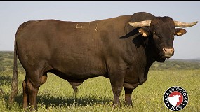 El nuevo catlogo de raza Retinta incluye 74 sementales con prueba de descendencia superada