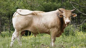 Las razas Blonda de Aquitania, Parda de Montaa y Pirenaica, presentes en la Ferieta de Ansa