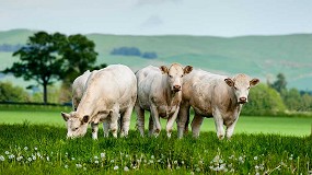 Fotografia de [es] Huella ambiental de carne y leche de vacuno: manejo y emisiones
