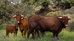 Objetivos del programa de mejora gentica de la raza autctona Retinta