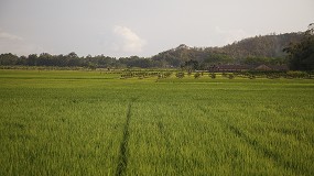 Foto de BASF e IRRI exploran soluciones para reducir la huella de carbono del arroz