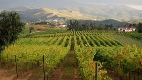 Foto de Duas empresas da região dos Vinhos Verdes com certificação 'Sustainable Winegrowing Portugal'