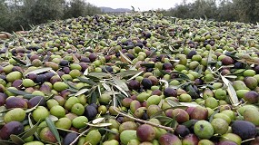 Avances de investigacin y ms competitividad mediante el acompaamiento al sector olivarero en Extremadura con nuevas tecnologas