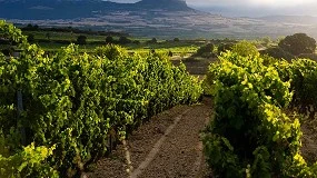 Foto de Rioja mantiene su posición de mercado pero cae en volumen de comercialización un 5% en 2023
