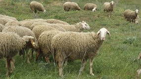 Foto de Jornada sobre las claves del diagnóstico de lesiones del aparato respiratorio en la oveja
