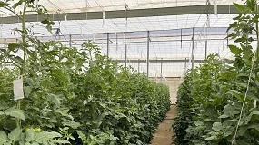 Foto de Evaluación del sistema de recomendaciones iGUESS-MED para el manejo del riego y la fertilización en cultivo de tomate bajo invernadero