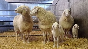 Foto de Detectadas poblaciones bacterianas implicadas en la mejora de la fertilidad ovina