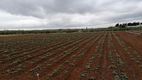 Foto de Mejorar la produccin de patata con fertilizacin nitrogenada eficiente