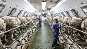 Foto de El alza en Castilla-La Mancha al final del año no impide un descenso anual del 3,4% en leche de oveja