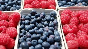 Foto de Validan un método rápido y preciso para analizar la actividad antioxidante de frutos rojos