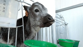 Nace el primer becerro de la raza Crdena de Andaluza por transferencia de embriones