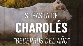 Picture of [es] La Asociacin Nacional de Charols celebra la primera subasta de becerros del ao