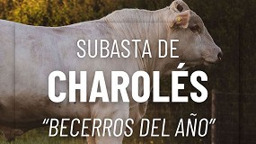 La Asociacin Nacional de Charols celebra la primera subasta de becerros del ao