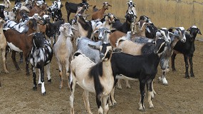 Fotografia de [es] Se reduce en un 4% el nmero de ganaderos que venden leche de cabra a industrias