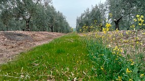 Foto de Córdoba acoge la jornada de campo sobre manejo de cubiertas vegetales en olivar