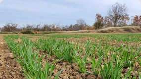 Fotografia de [es] Variedades antiguas y locales de cebada son pieza clave en la adaptacin del cultivo al cambio climtico