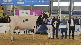 Foto de La vaca Rey 814 Beemer Yuri se proclama Gran Campeona de Galicia 2024