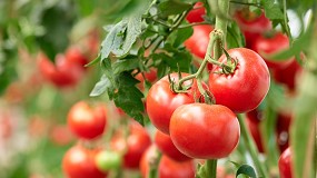 Fotografia de [es] Descubren un compuesto que reduce el impacto de la sequa y mejora la productividad del tomate