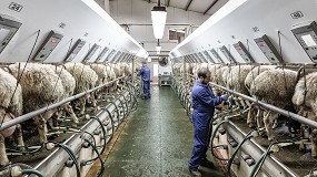 Foto de Castilla-La Mancha aumenta en un 7,5% la produccin de leche de oveja en el inicio de 2024