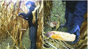 Foto de La coexistencia del maz tradicional con el OGM es posible y puede favorecer al primero