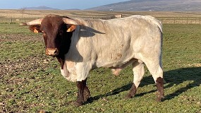 Adjudicados tres sementales de Berrenda en Colorado en la ltima subasta online