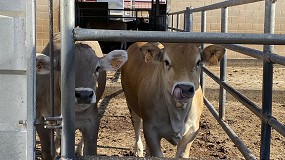 Foto de Aumenta en un 12% la produccin de carne de vacuno en Espaa en el inicio del ao