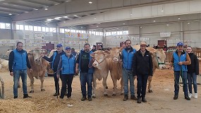 Cinco ganaderas participan en el Concurso de Blonde de Aquitania de Castilla y Len