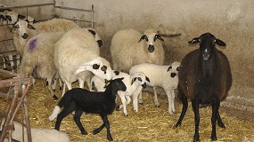 Picture of [es] La produccin de carne de ovino se desploma un 20,9% en el inicio del ao 2024