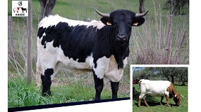 Jornada tcnica y subasta de sementales de Berrenda en Colmenar Viejo (Madrid) el 27 de abril