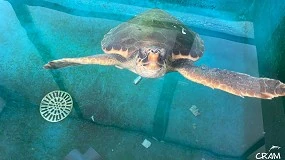 Foto de Arkh apadrina a una tortuga capturada accidentalmente por una embarcacin de arrastre