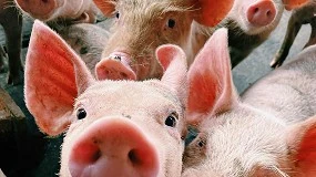 Foto de FPAS organiza Feira Nacional do Porco no Montijo em maio