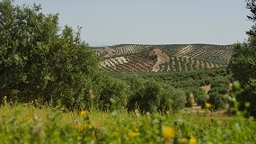 Picture of [es] Cooperativas augura escasez de aceite de oliva en la segunda mitad de la campaa