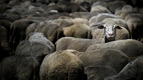 Foto de Marruecos importar un mnimo de 600.000 cabezas de ovino para la Fiesta del Sacrificio