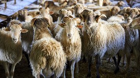 Foto de Prcticas para impulsar una ganadera ovina con menos emisiones y ms sostenible