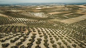 Perspectivas y previsiones para la prxima campaa de aceite de oliva 24/25