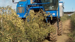 Fotografia de [es] Riesgos de prdida de calidad con la recoleccin de aceitunas por cosechadora