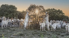 Reconocimiento para una ganadera que elabora queso y chorizo de cabra en Teruel