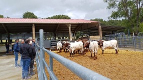 Balance de la jornada tcnica y subasta de la raza Berrenda en Colmenar Viejo (Madrid)
