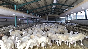 Foto de Jornada tcnica en Ovign sobre los efectos del estrs trmico en ovino y posibles soluciones