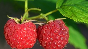 Fotografia de [es] Planas afirma que la defensa de los frutos rojos espaoles es una "prioridad permanente" para el Gobierno